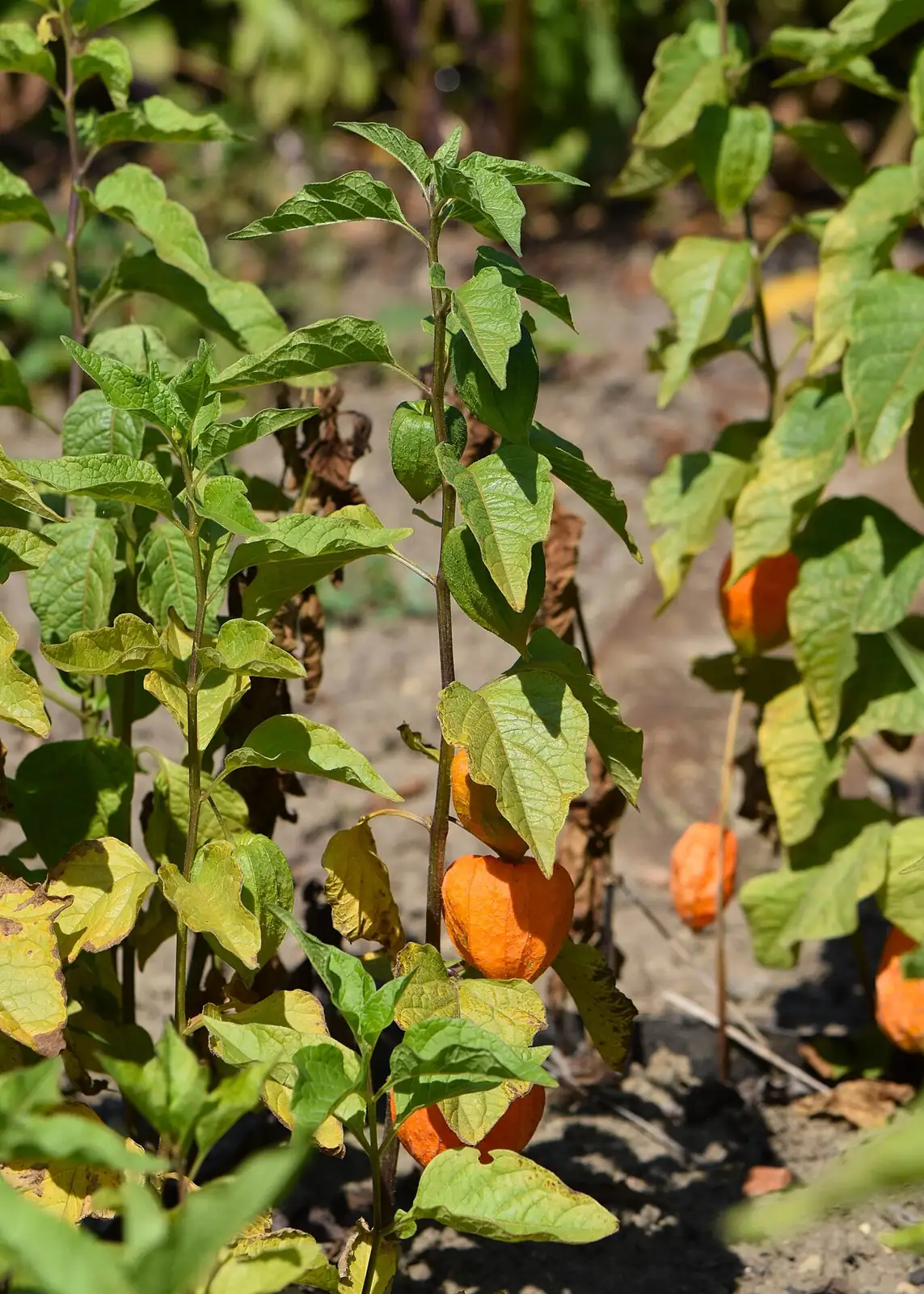 酸浆 (Physalis alkekengi) — 更多视角