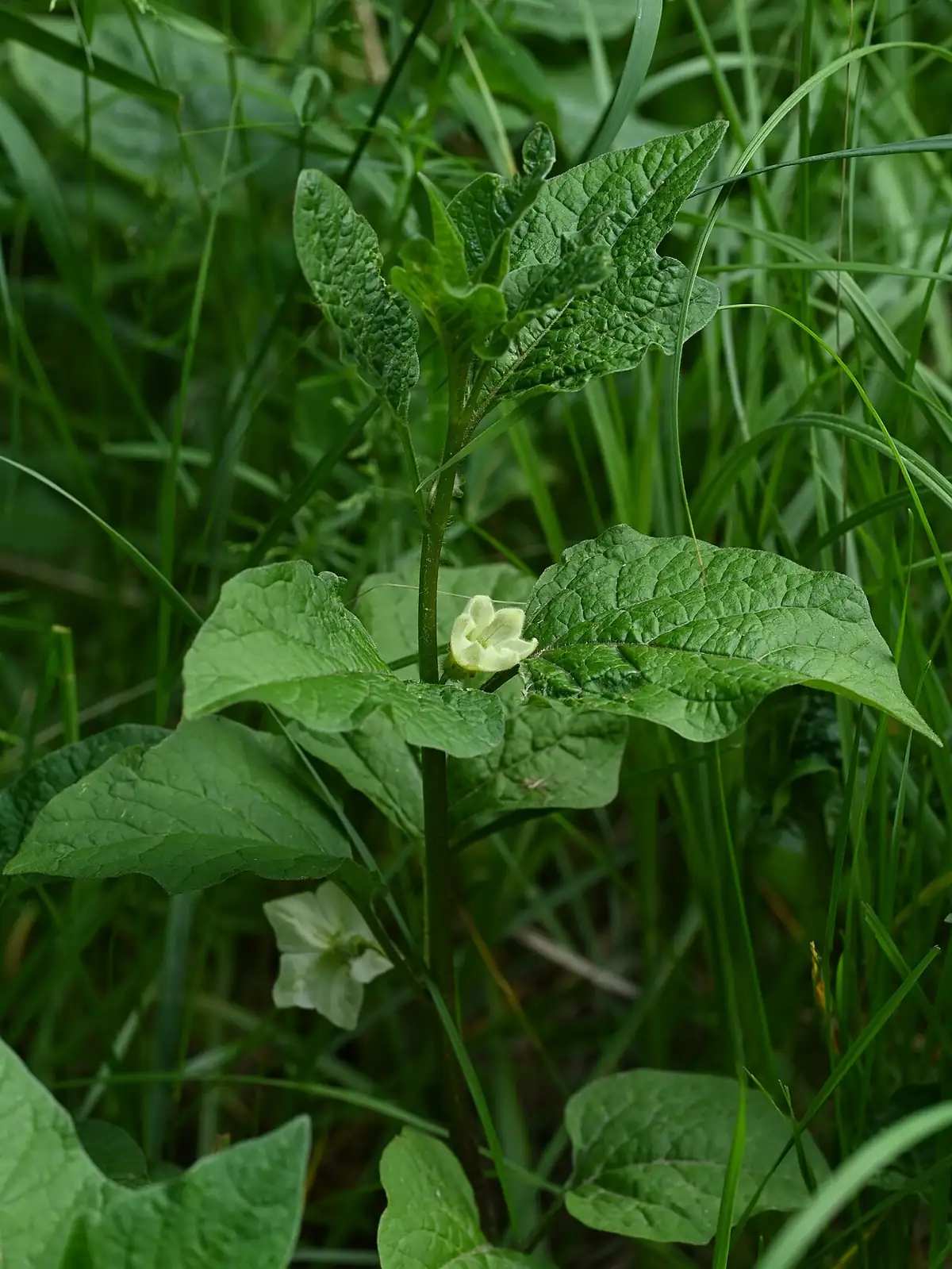 酸浆 (Physalis alkekengi) — 更多视角