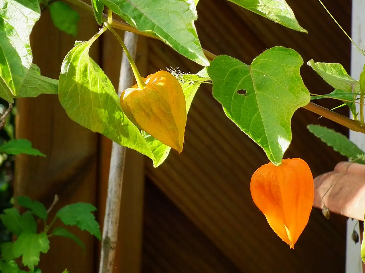 酸浆 (Physalis alkekengi) — 更多视角