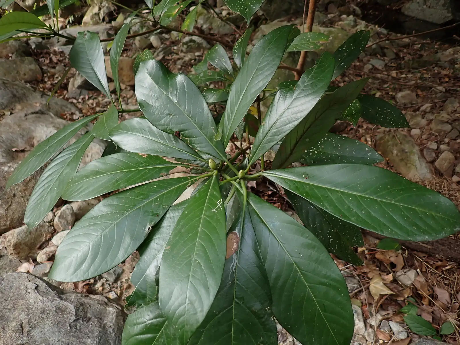 华东楠 (Machilus leptophylla) — 细节