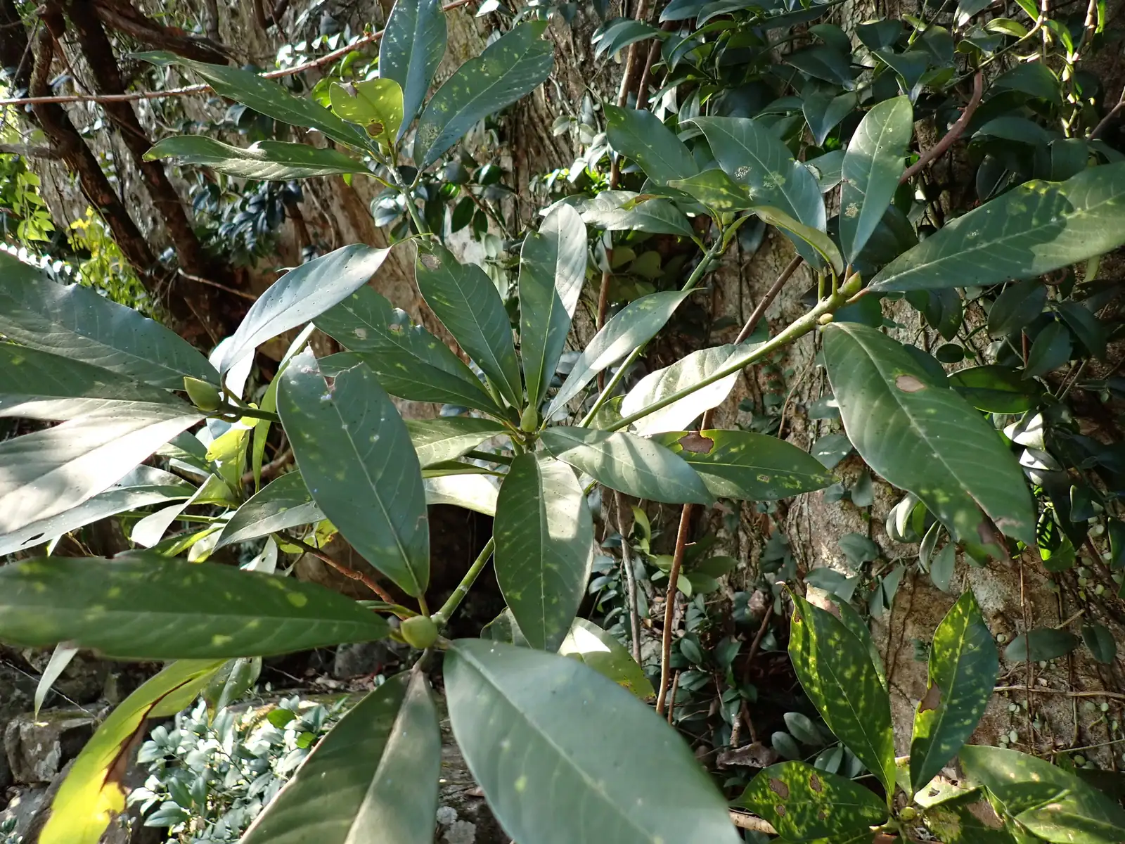 华东楠 (Machilus leptophylla) — 特写