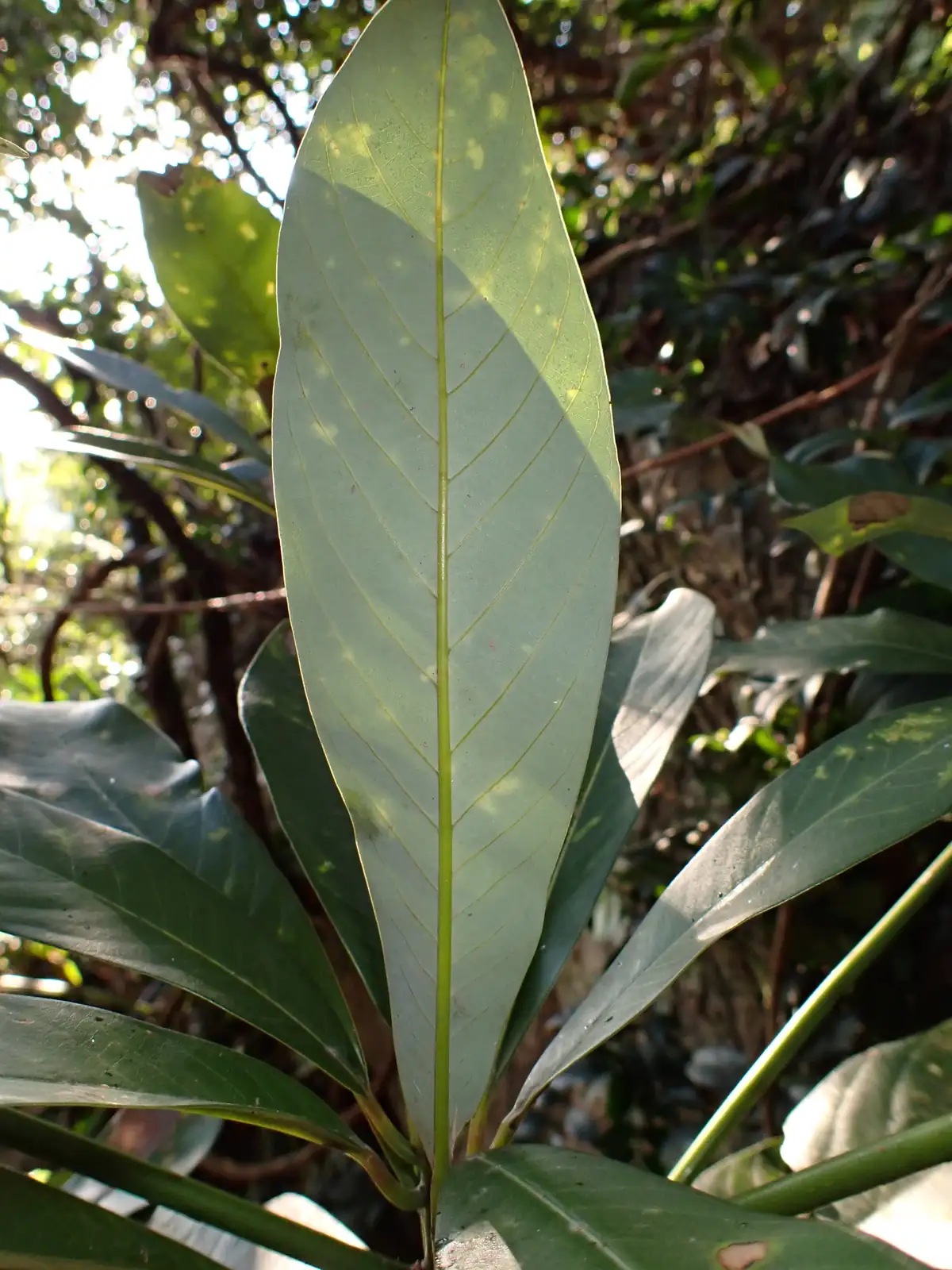 华东楠 (Machilus leptophylla) — 环境展示