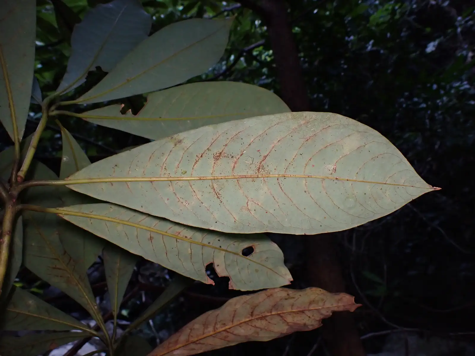 华东楠 (Machilus leptophylla) — 更多视角