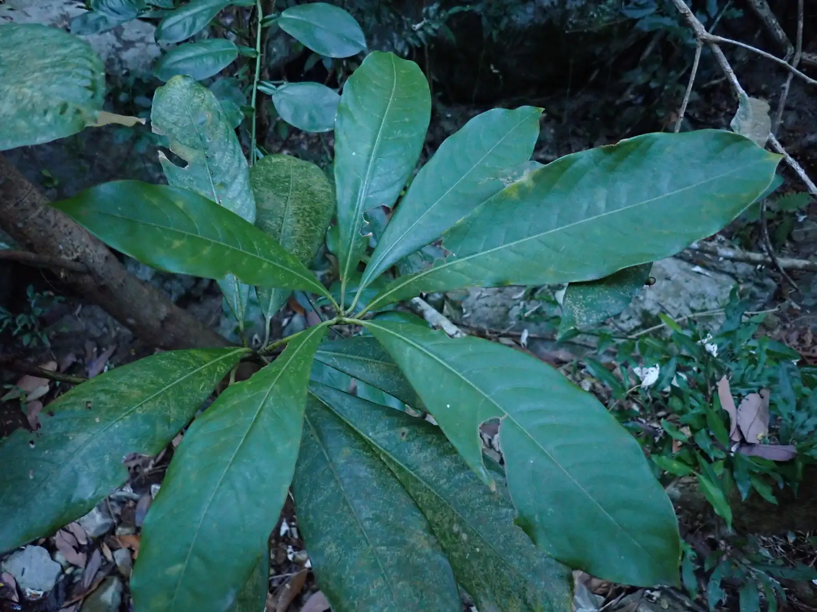 华东楠 (Machilus leptophylla) — 更多视角