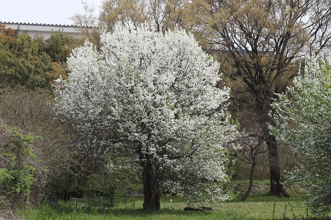 豆梨 (Pyrus calleryana) — 更多视角