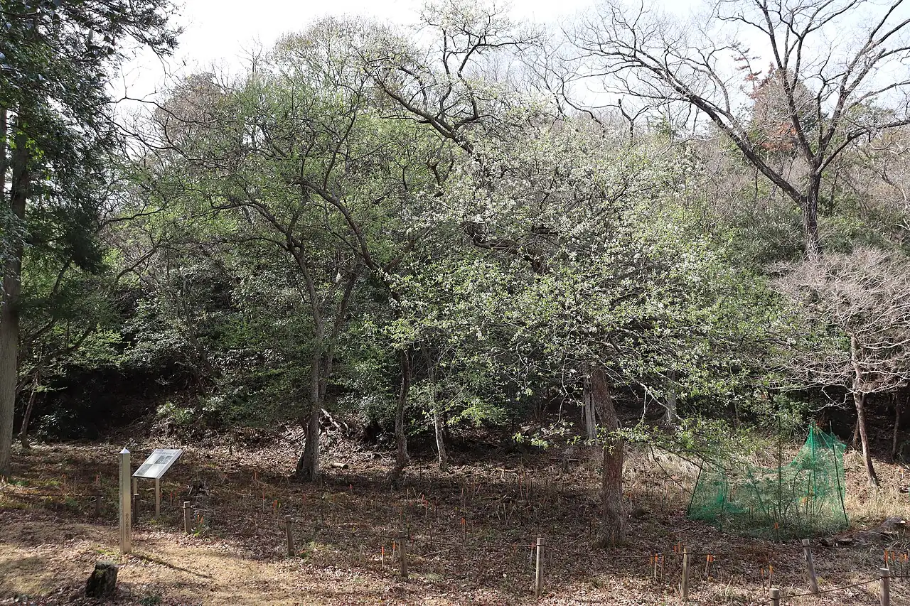 豆梨 (Pyrus calleryana) — 更多视角