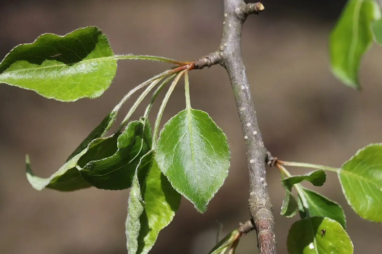 豆梨 (Pyrus calleryana) — 更多视角