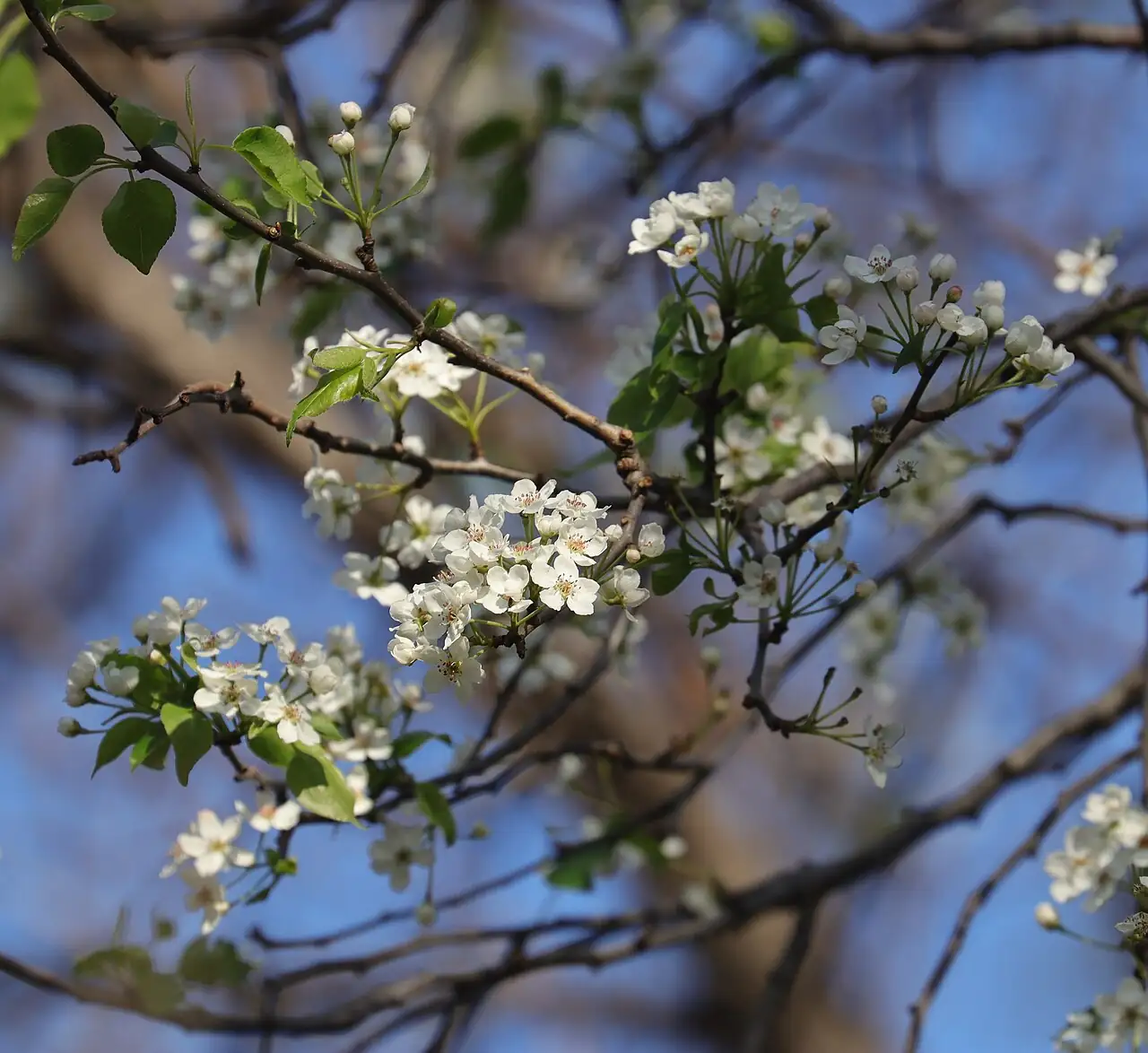 豆梨 (Pyrus calleryana) — 主图