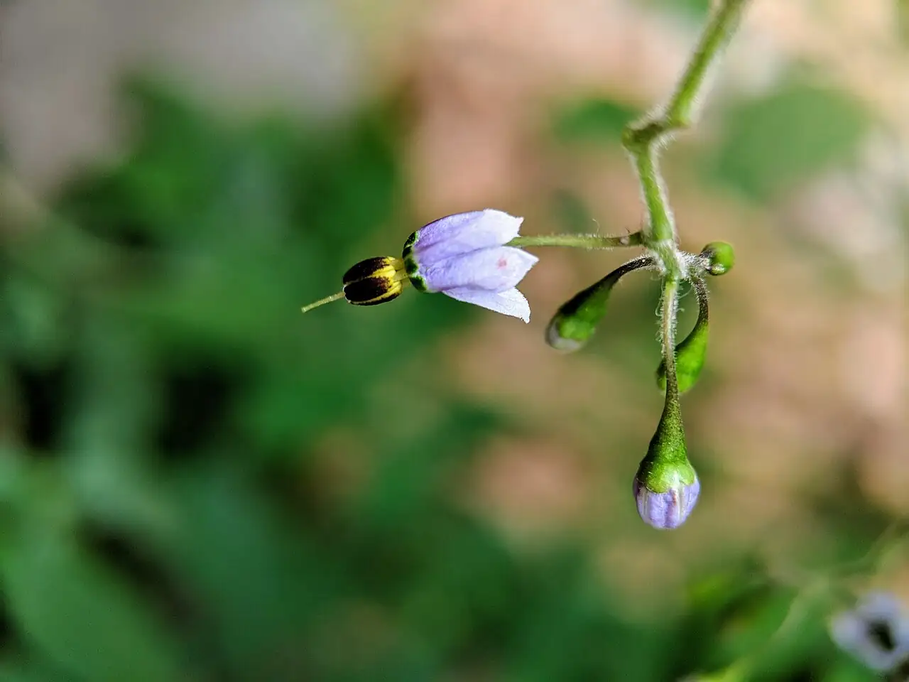 白英 (Solanum lyratum) — 主图