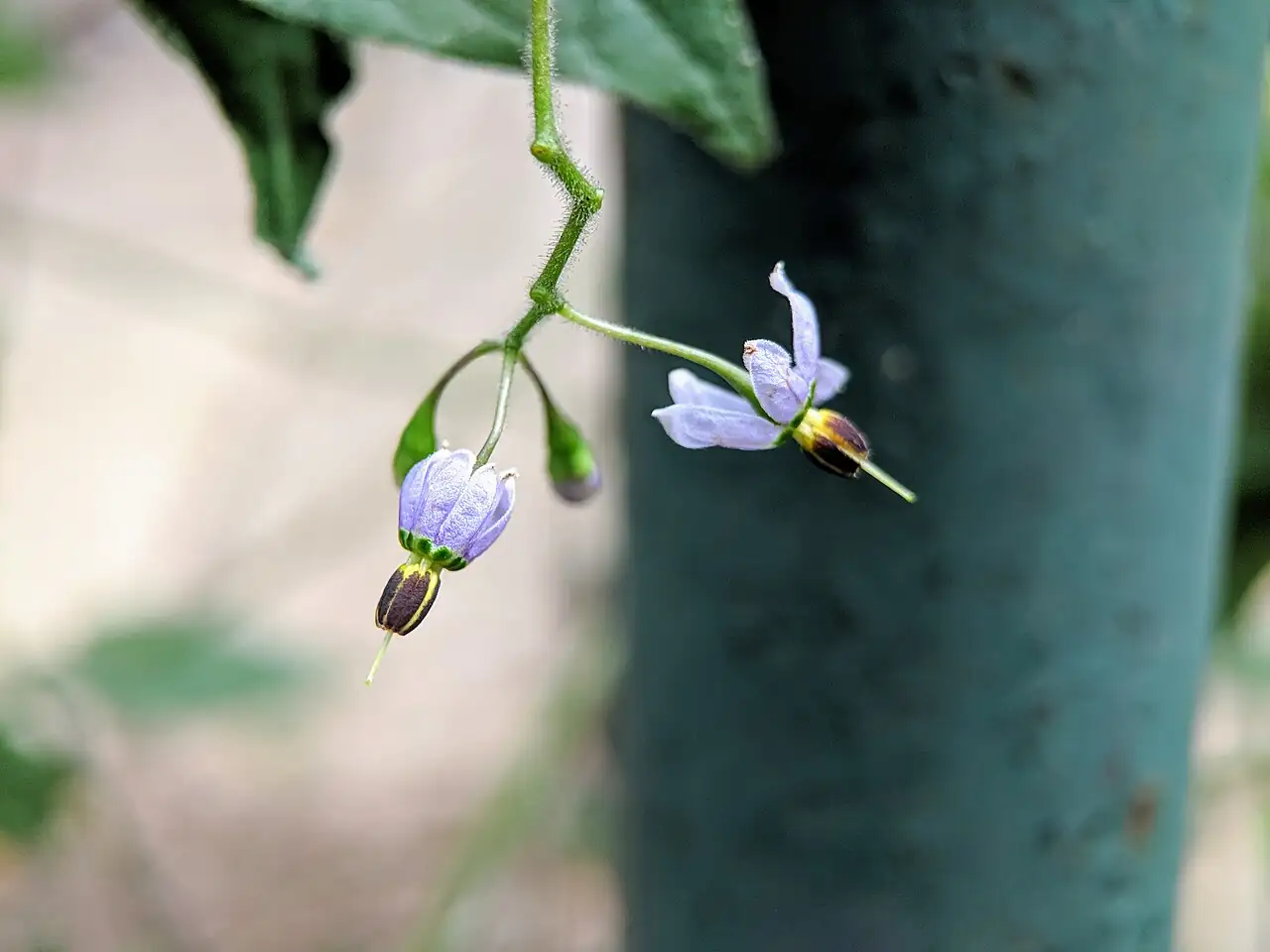 白英 (Solanum lyratum) — 细节