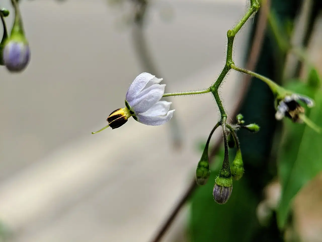 白英 (Solanum lyratum) — 特写