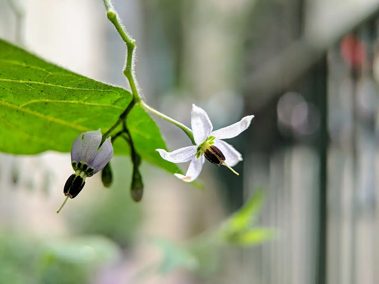 白英 (Solanum lyratum) — 环境展示