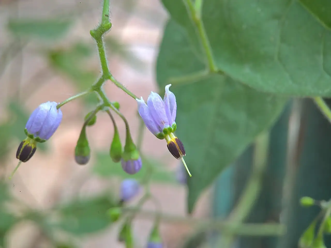 白英 (Solanum lyratum) — 更多视角