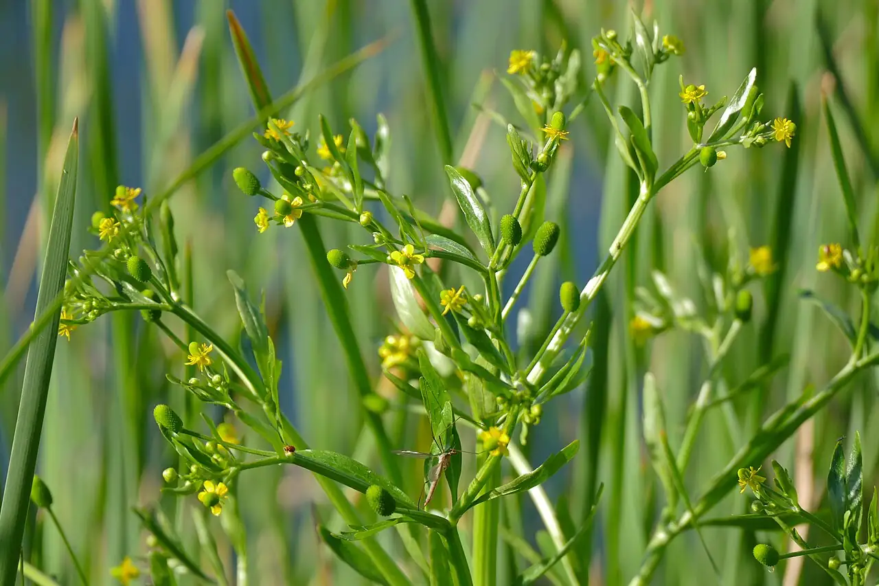 石龙芹 (Ranunculus sceleratus) — 特写