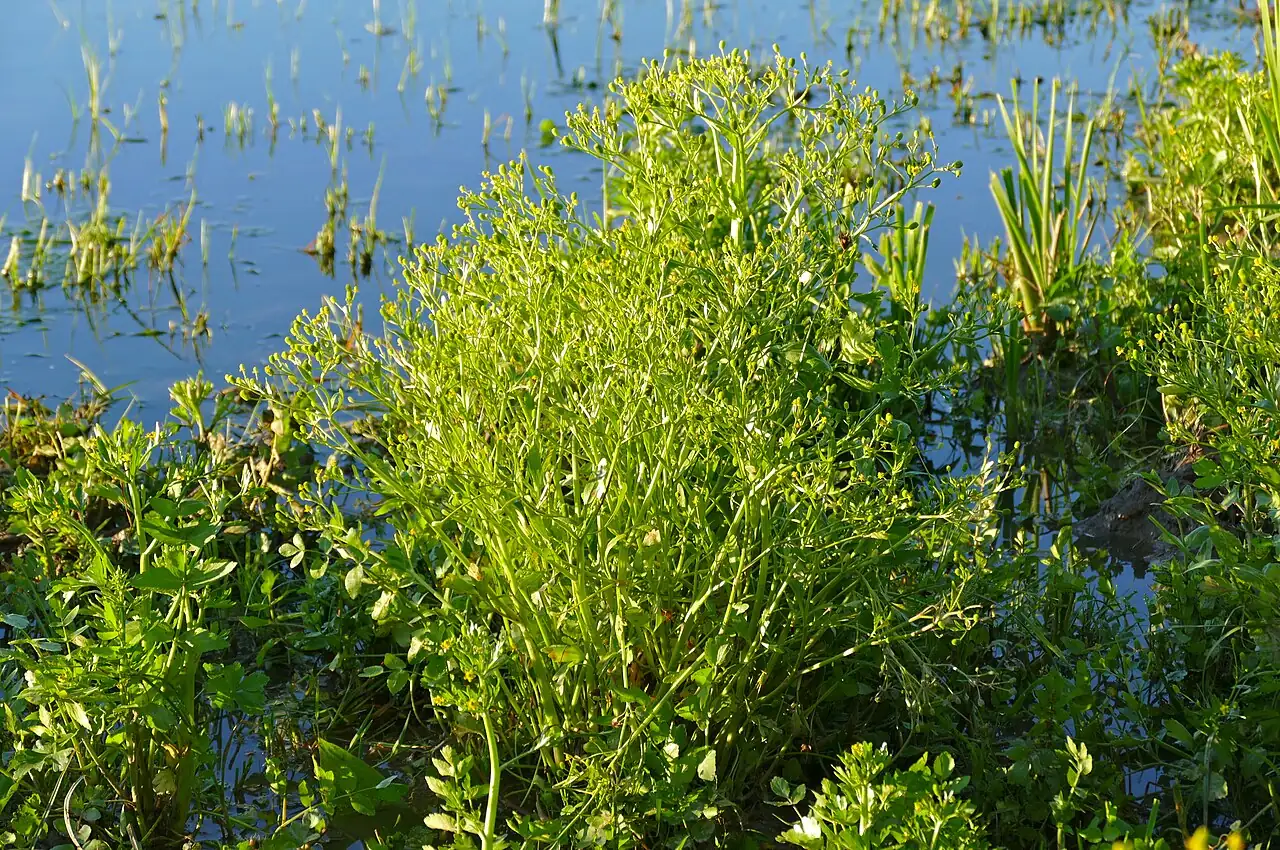 石龙芹 (Ranunculus sceleratus) — 更多视角