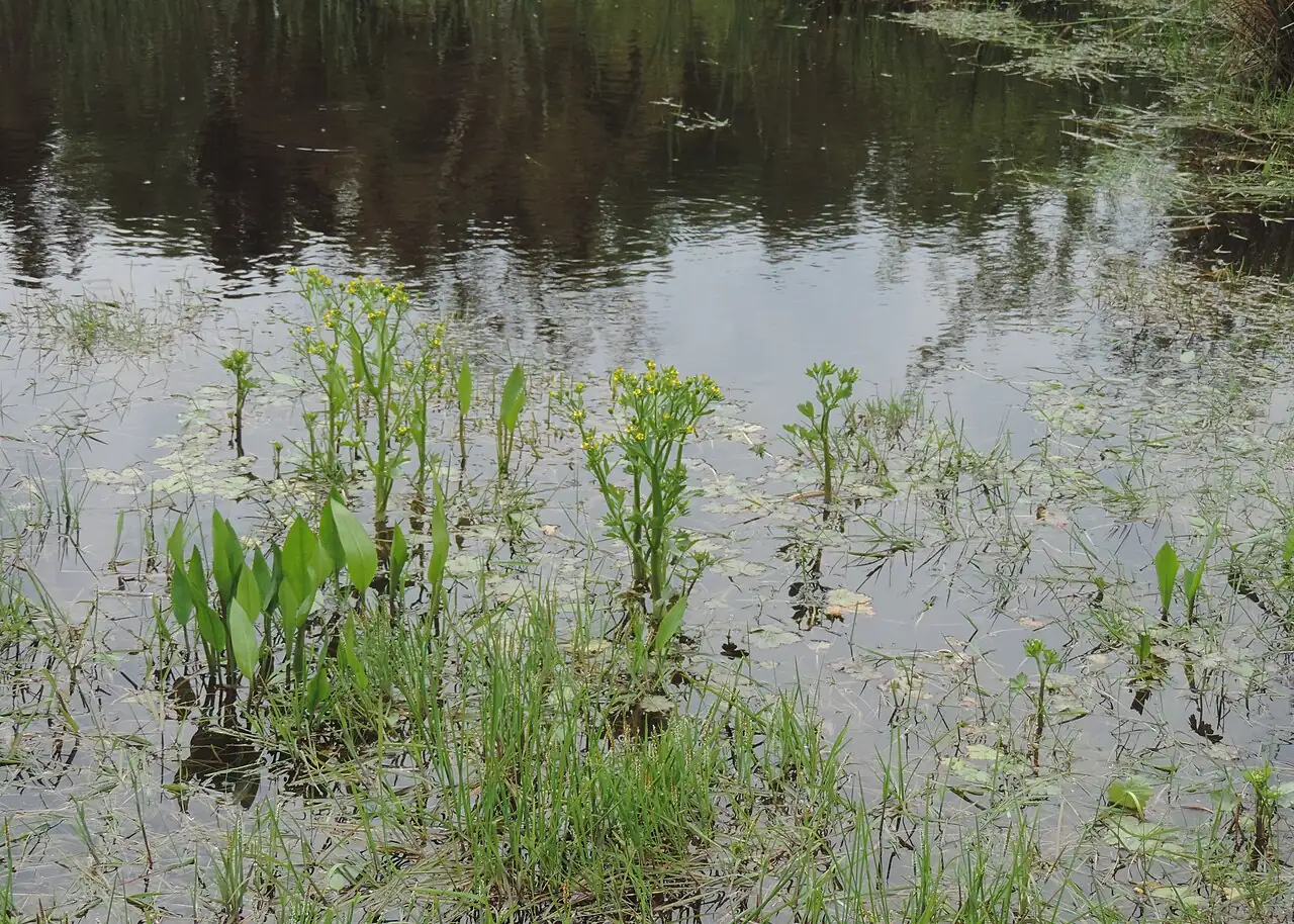 石龙芹 (Ranunculus sceleratus) — 更多视角