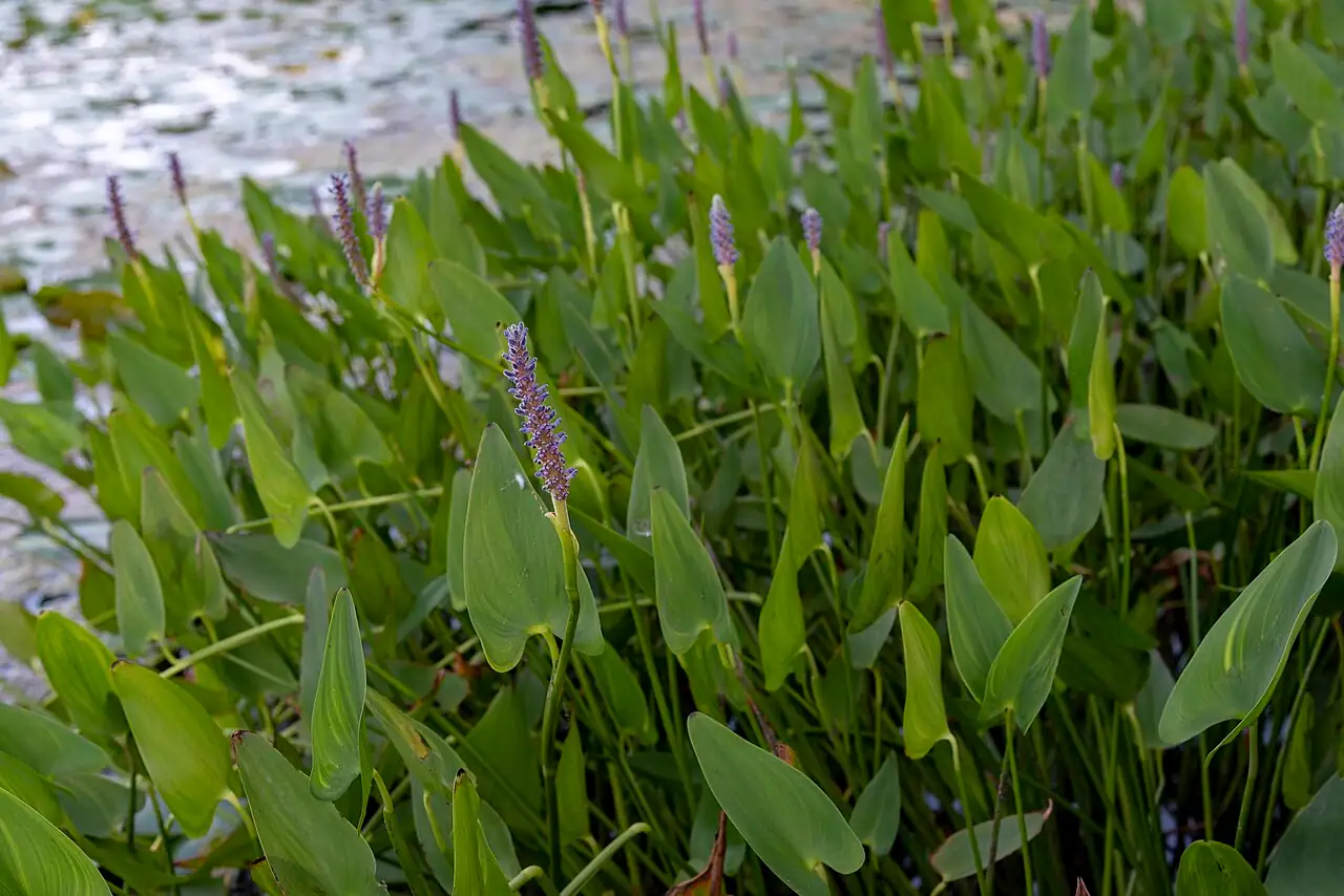 梭鱼草 (Pontederia cordata) — 主图