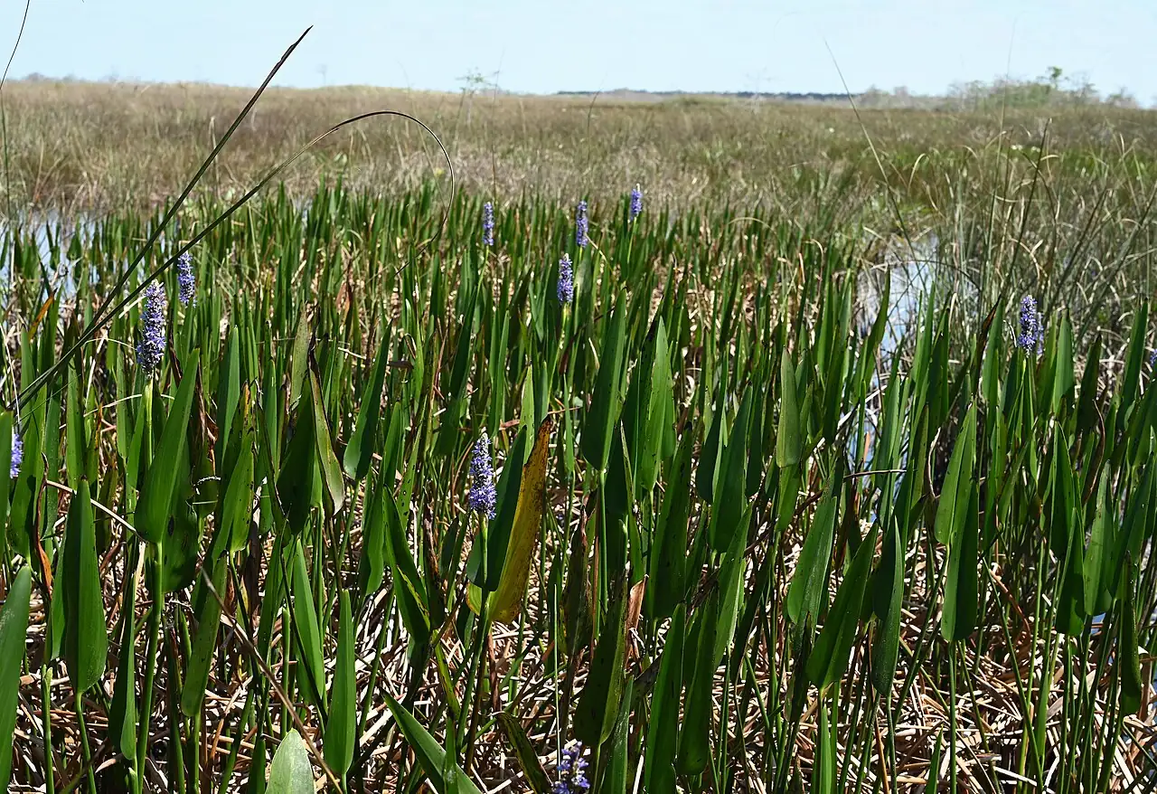 梭鱼草 (Pontederia cordata) — 细节