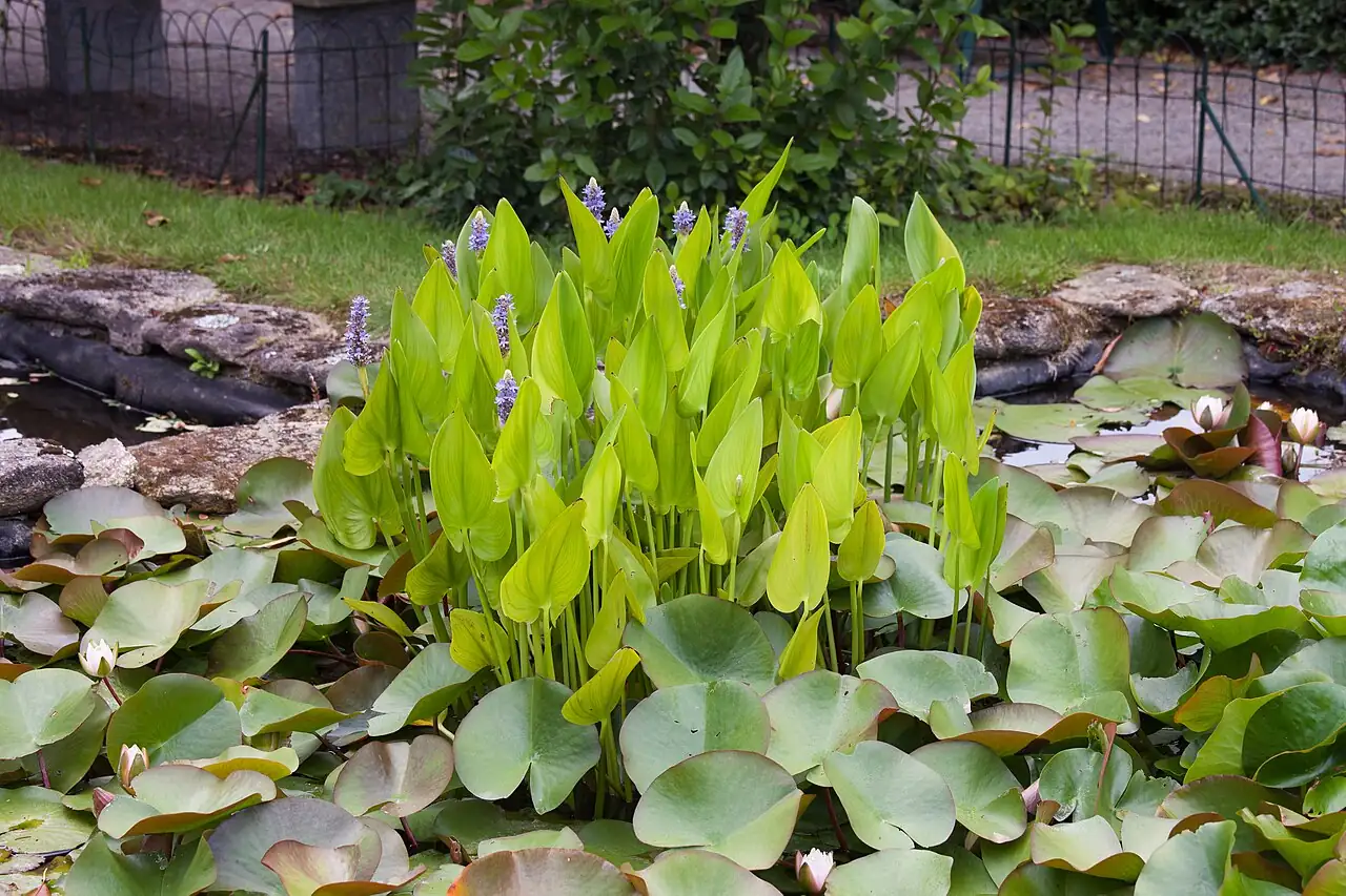 梭鱼草 (Pontederia cordata) — 特写