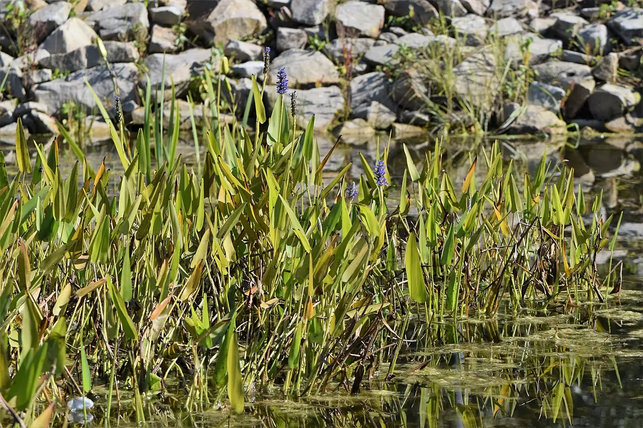 梭鱼草 (Pontederia cordata) — 环境展示