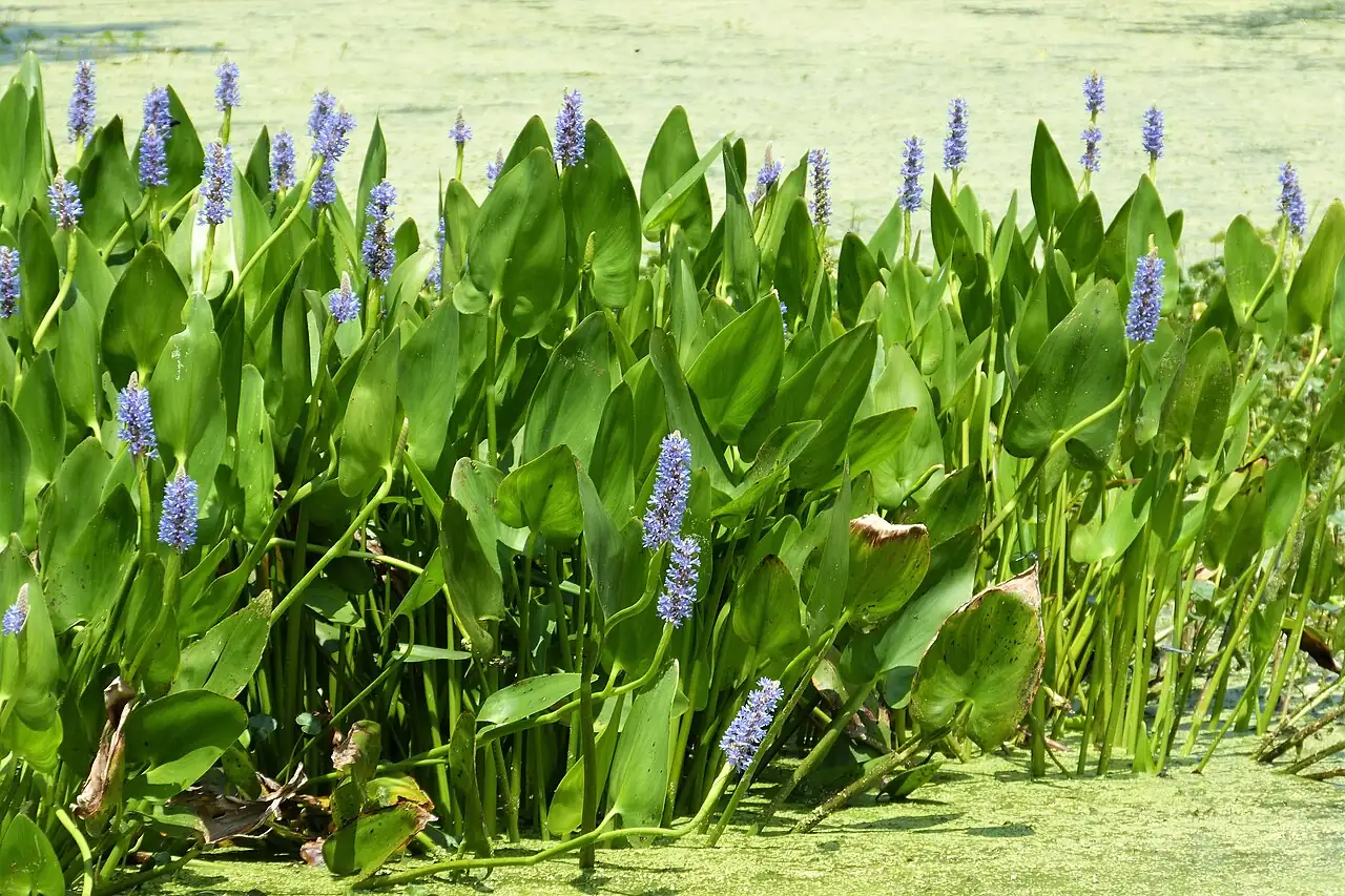 梭鱼草 (Pontederia cordata) — 更多视角