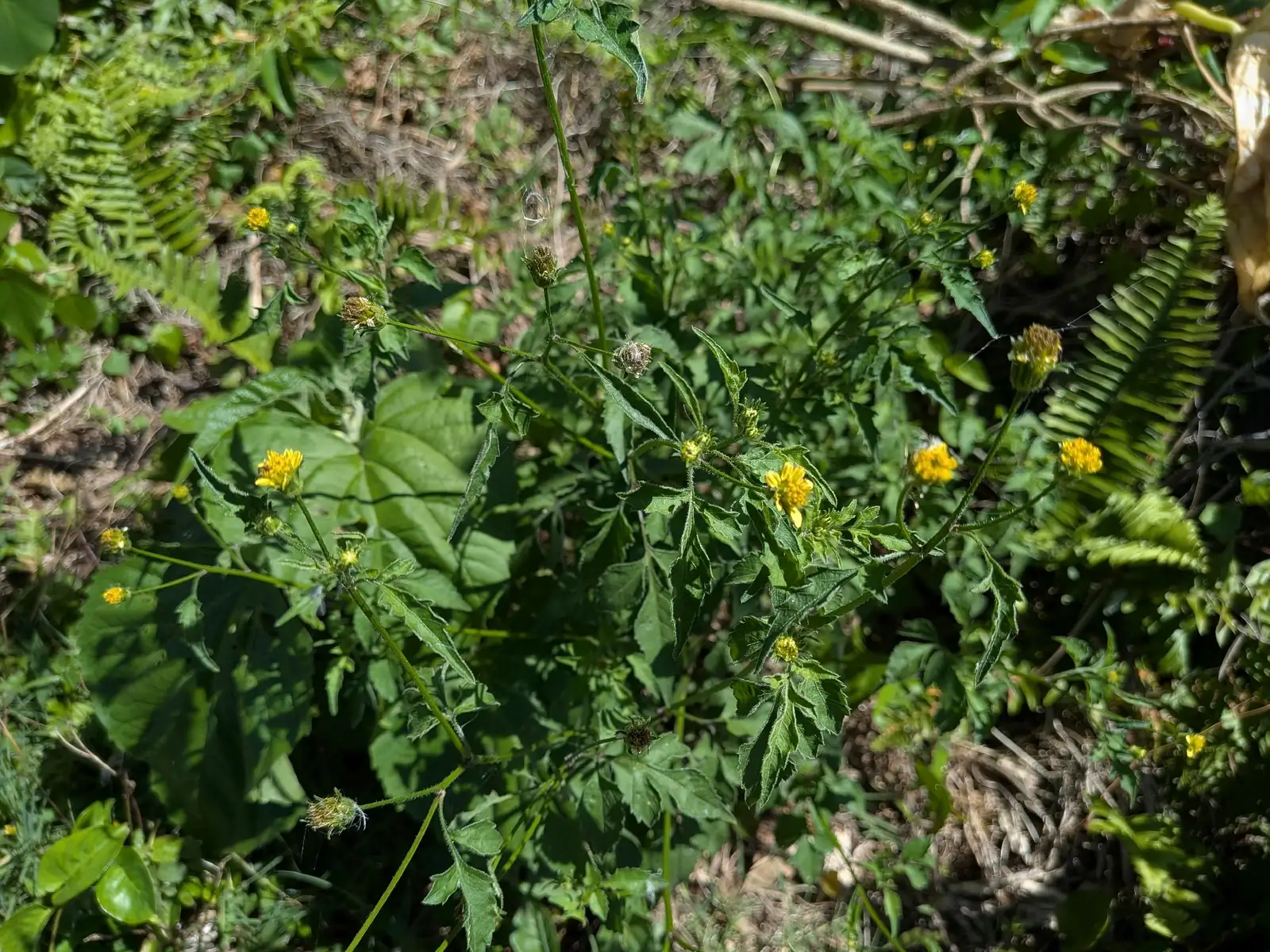 金盏银盘 (Bidens biternata) — 细节