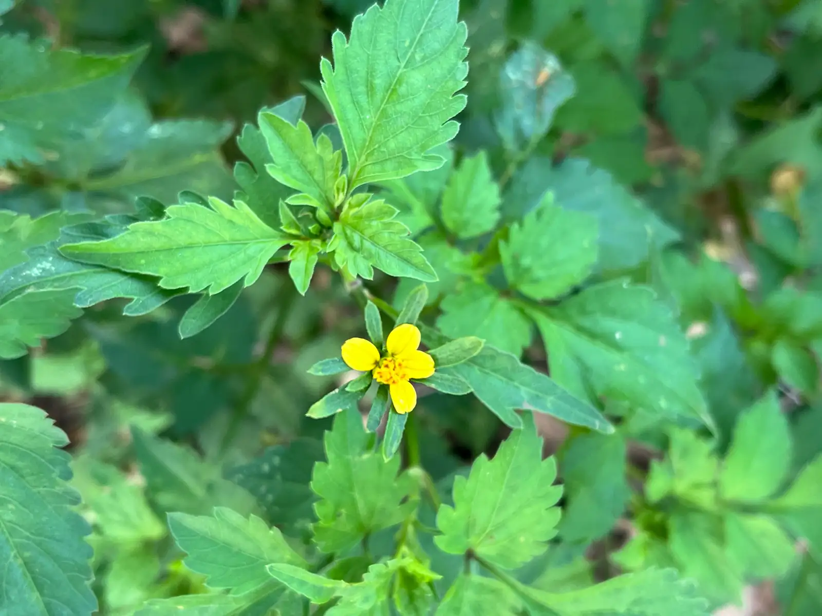 金盏银盘 (Bidens biternata) — 特写