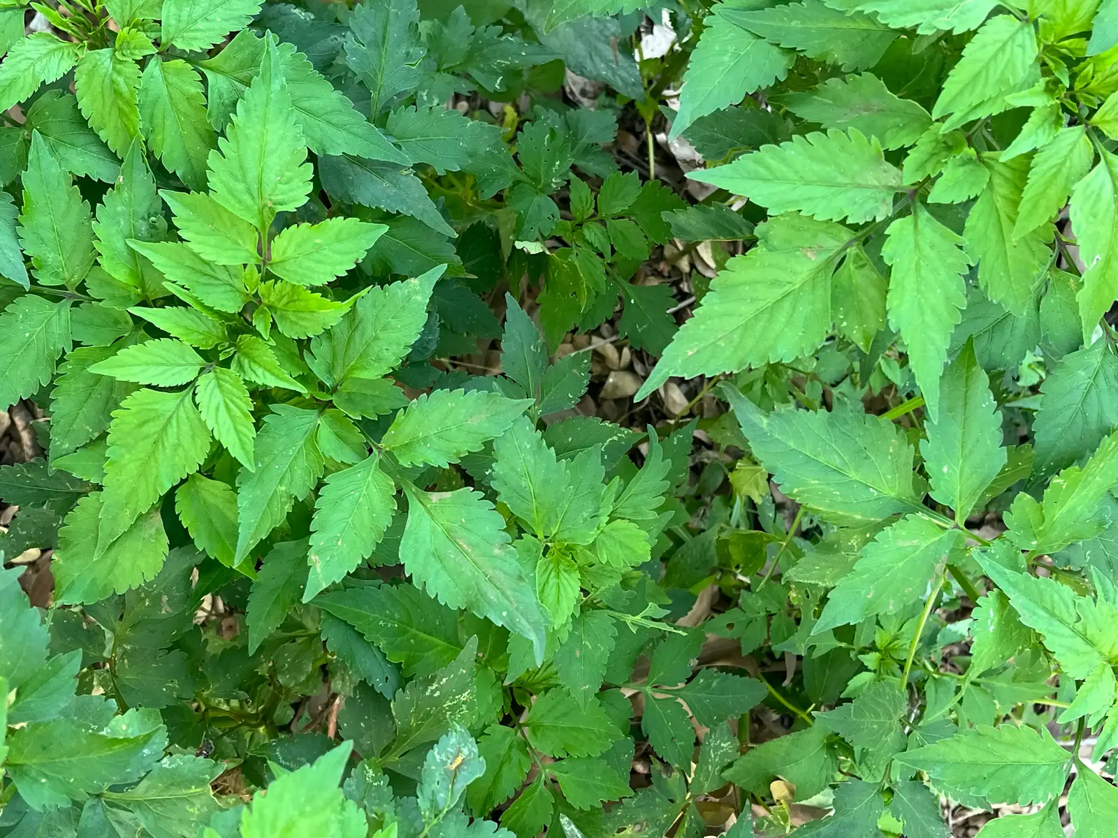 金盏银盘 (Bidens biternata) — 环境展示