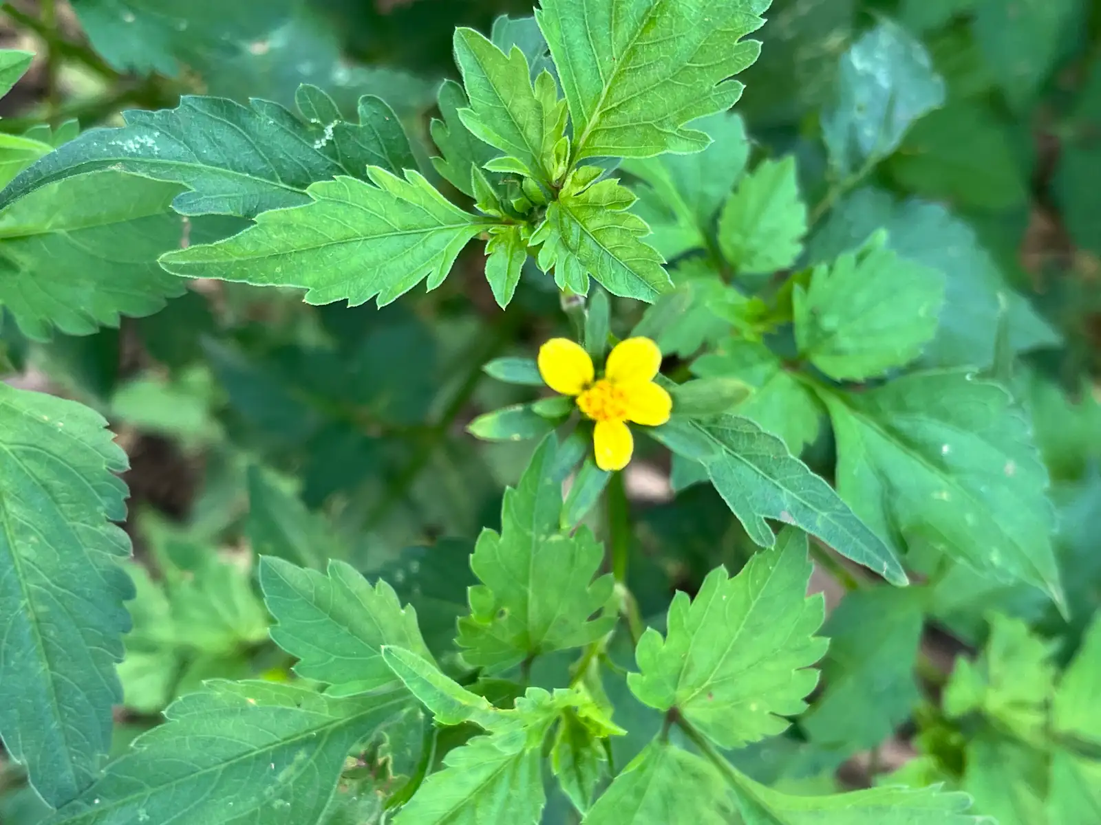 金盏银盘 (Bidens biternata) — 更多视角