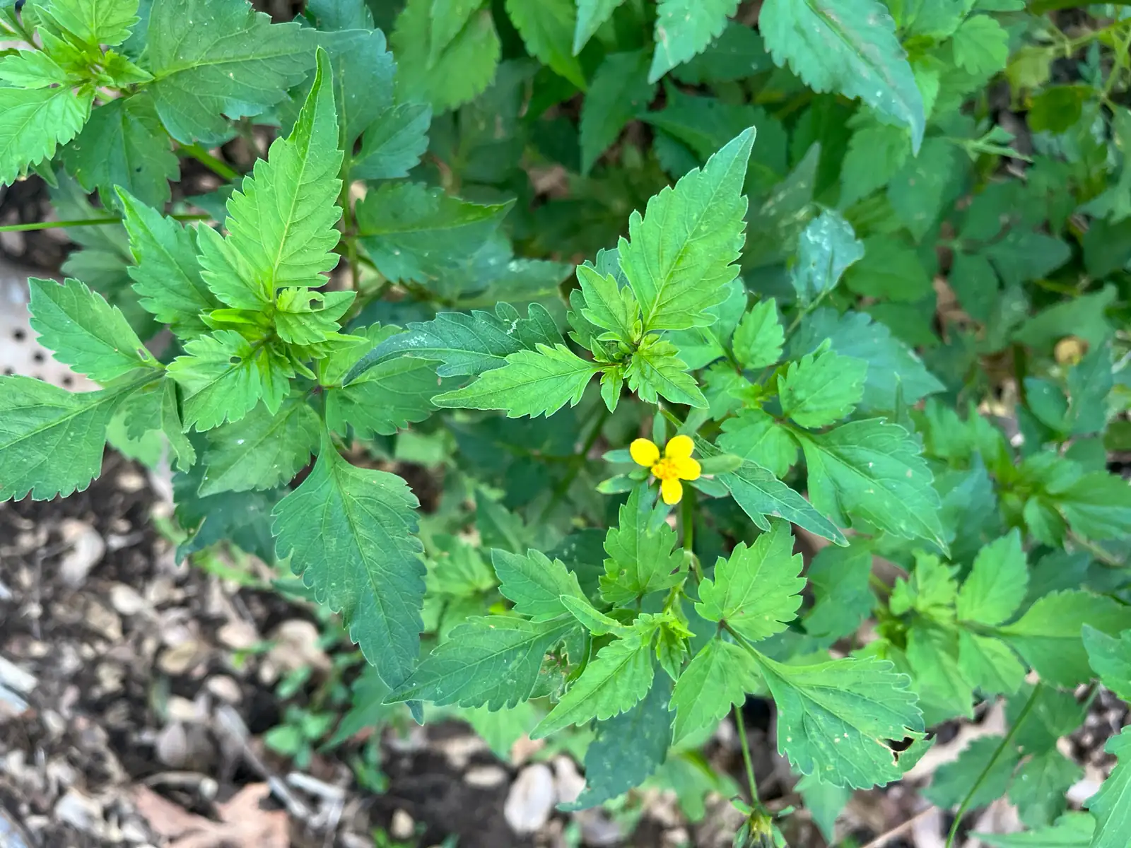 金盏银盘 (Bidens biternata) — 更多视角