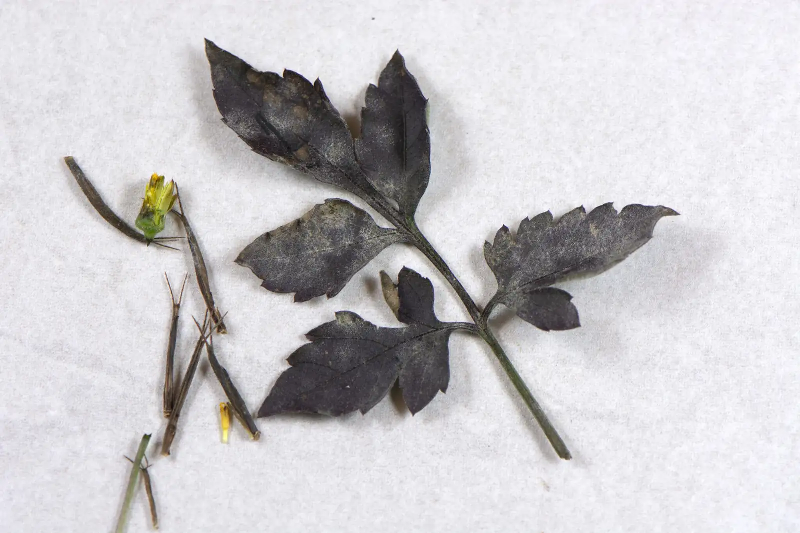 金盏银盘 (Bidens biternata) — 更多视角