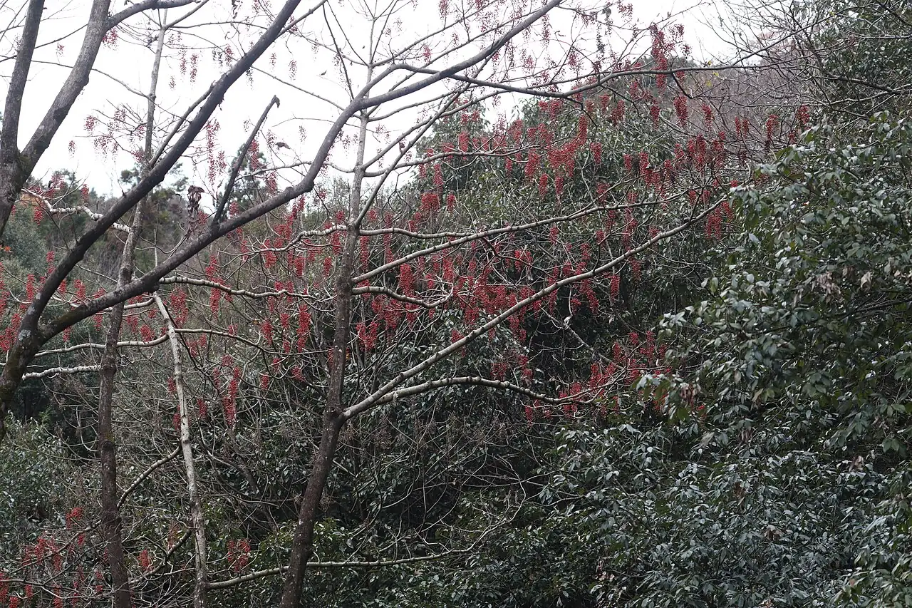 山桐子 (Idesia polycarpa) — 环境展示