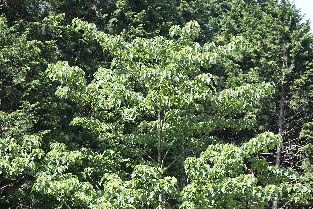 山桐子 (Idesia polycarpa) — 特写