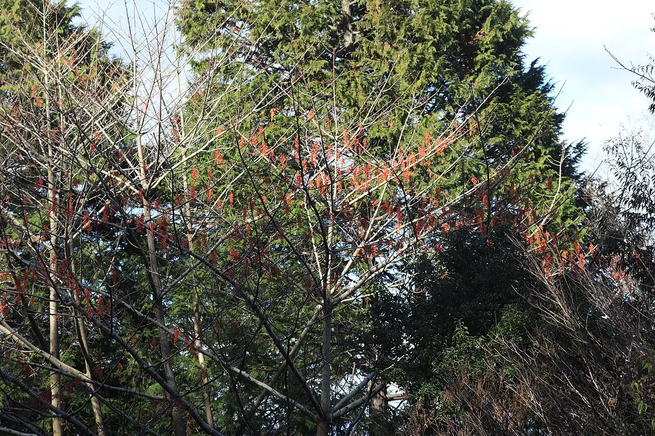 山桐子 (Idesia polycarpa) — 更多视角