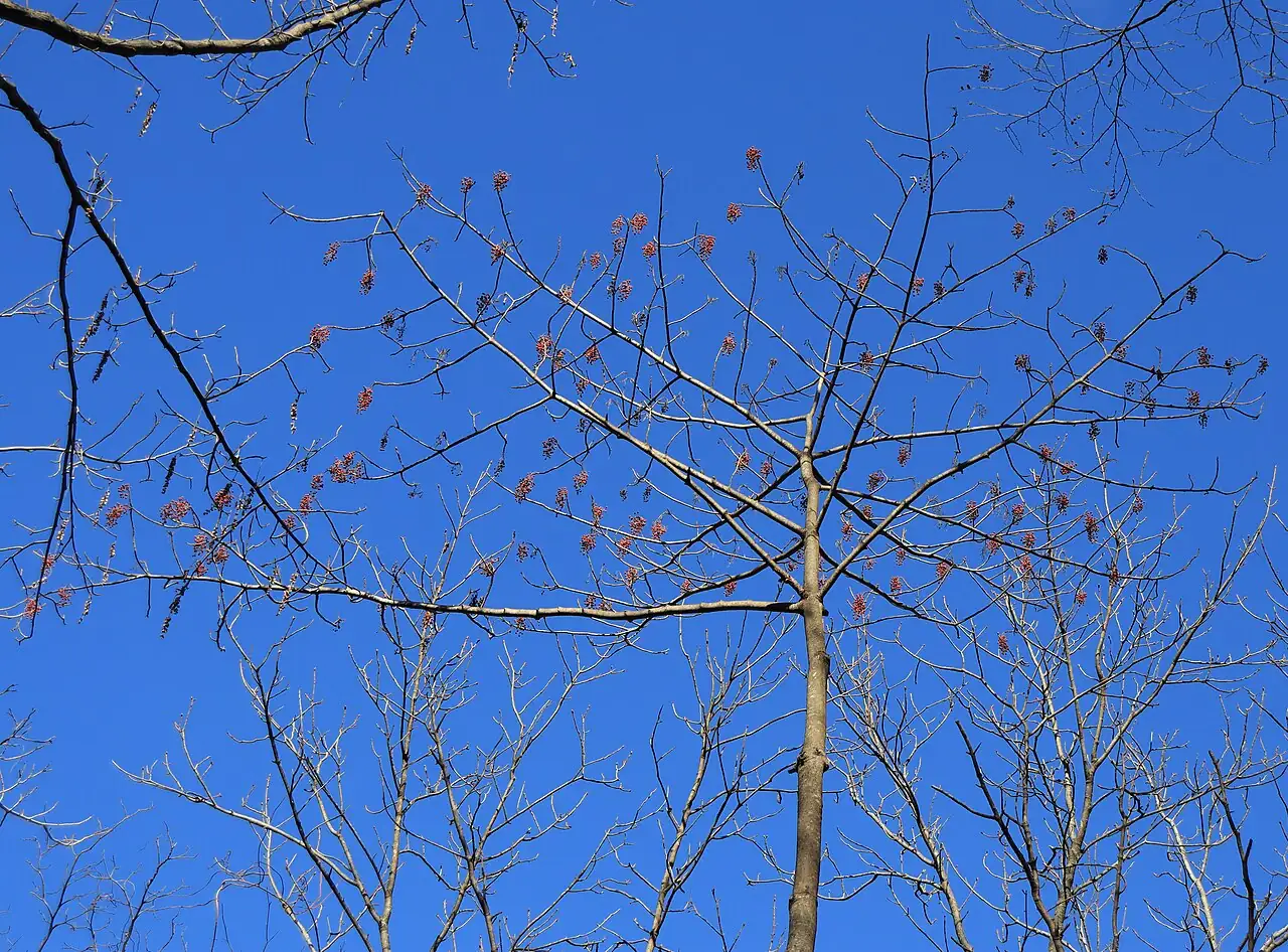 山桐子 (Idesia polycarpa) — 更多视角