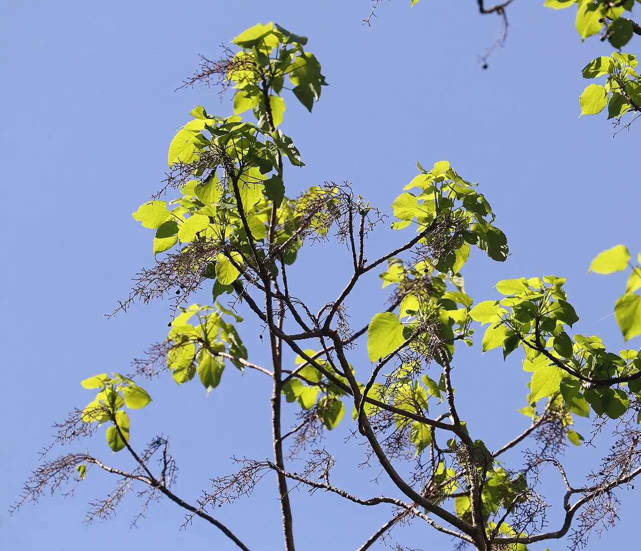 山桐子 (Idesia polycarpa) — 细节