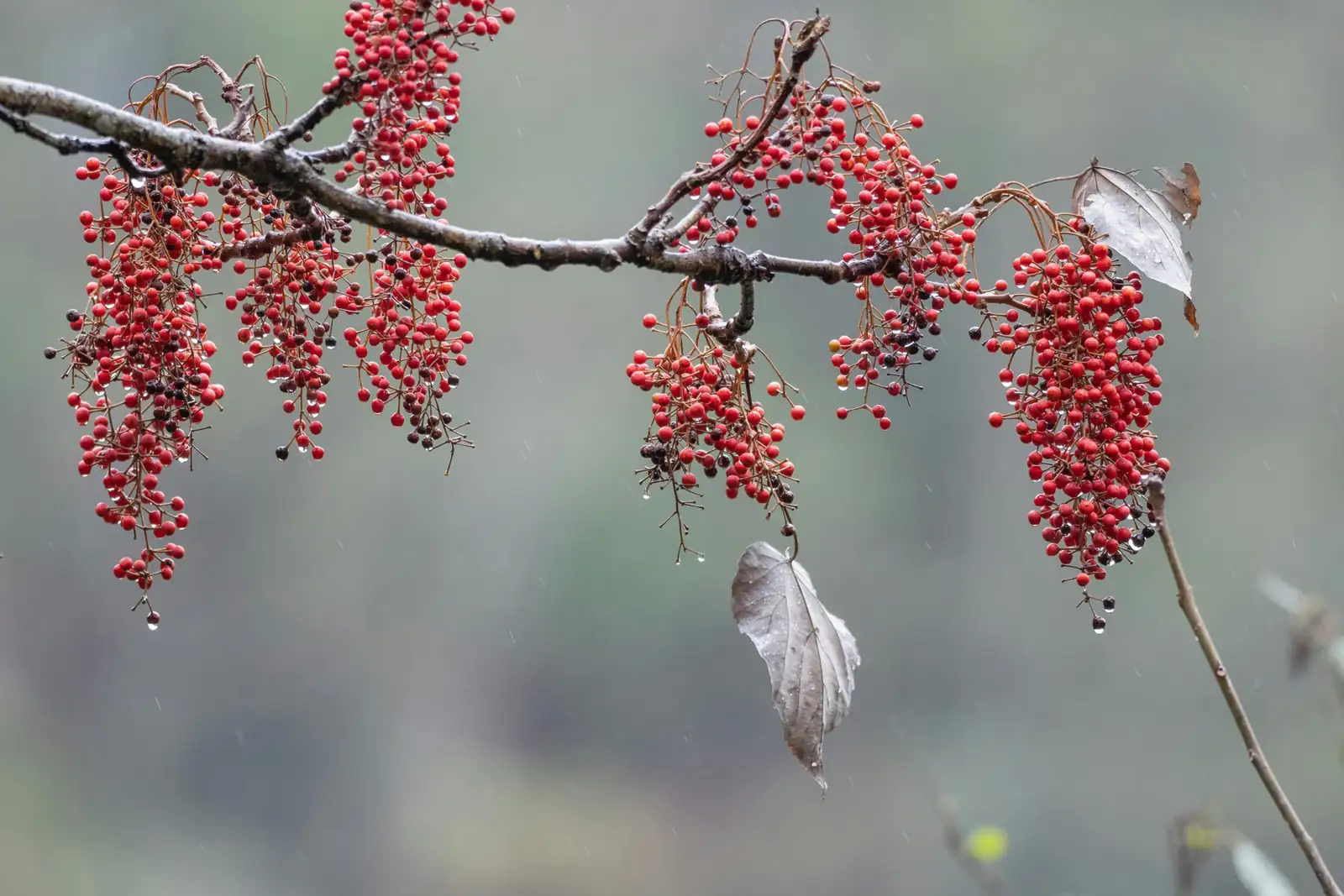 山桐子 (Idesia polycarpa) — 主图