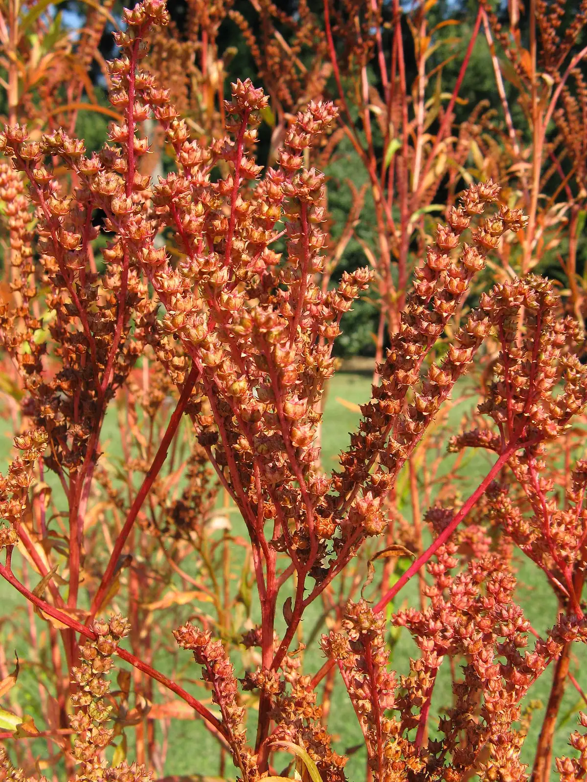 扁根菜 (Penthorum chinense) — 主图