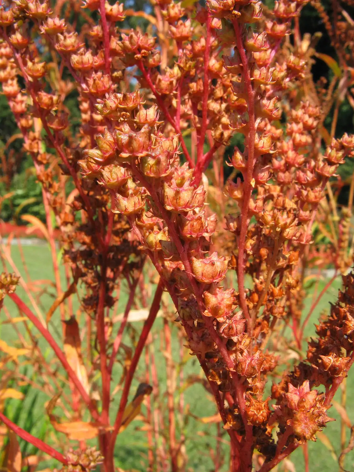 扁根菜 (Penthorum chinense) — 细节