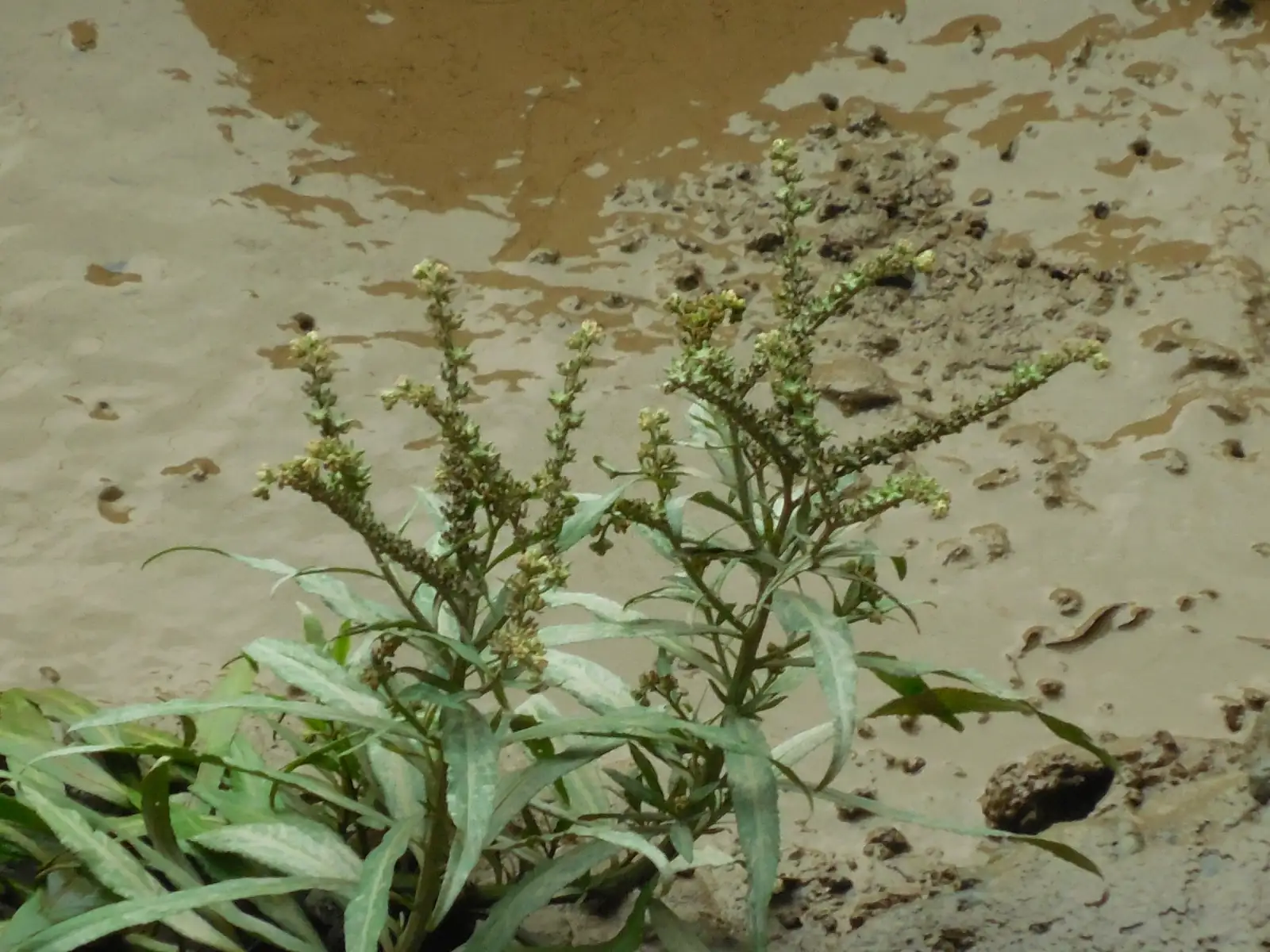 扁根菜 (Penthorum chinense) — 更多视角