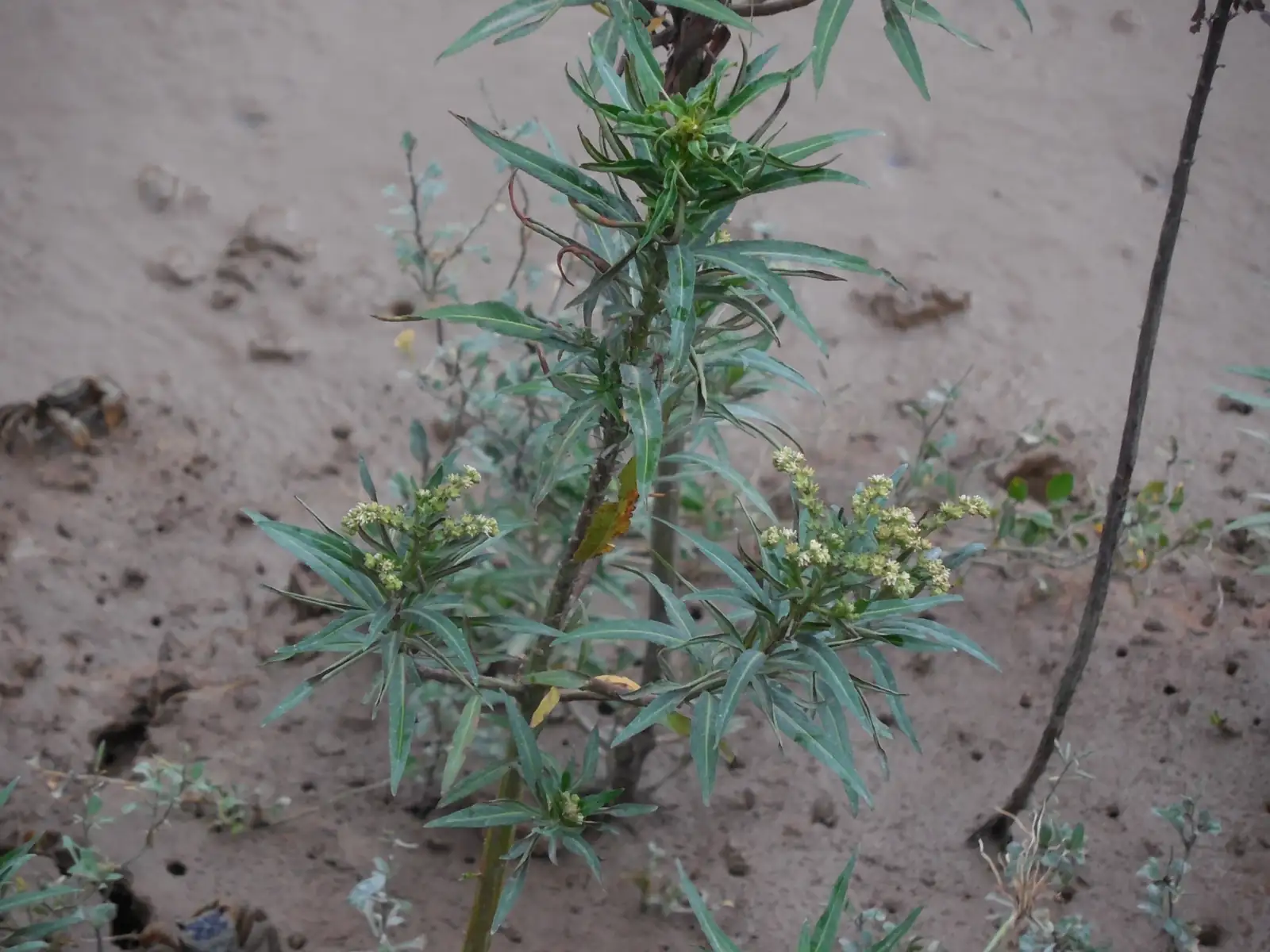 扁根菜 (Penthorum chinense) — 更多视角