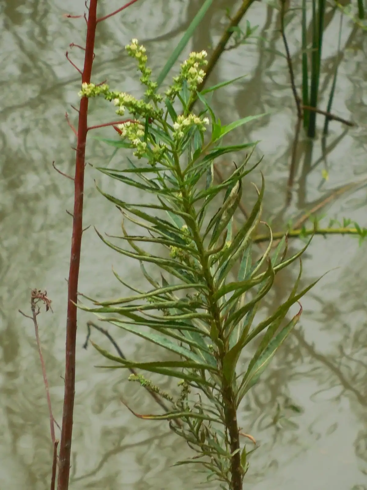 扁根菜 (Penthorum chinense) — 环境展示