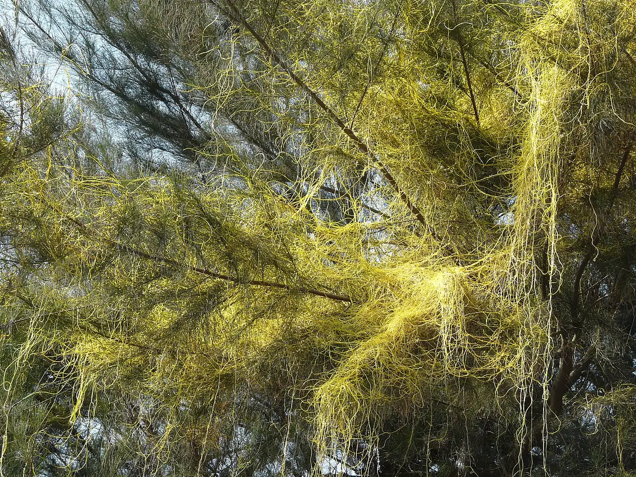 菟丝子 (Cuscuta chinensis) — 环境展示