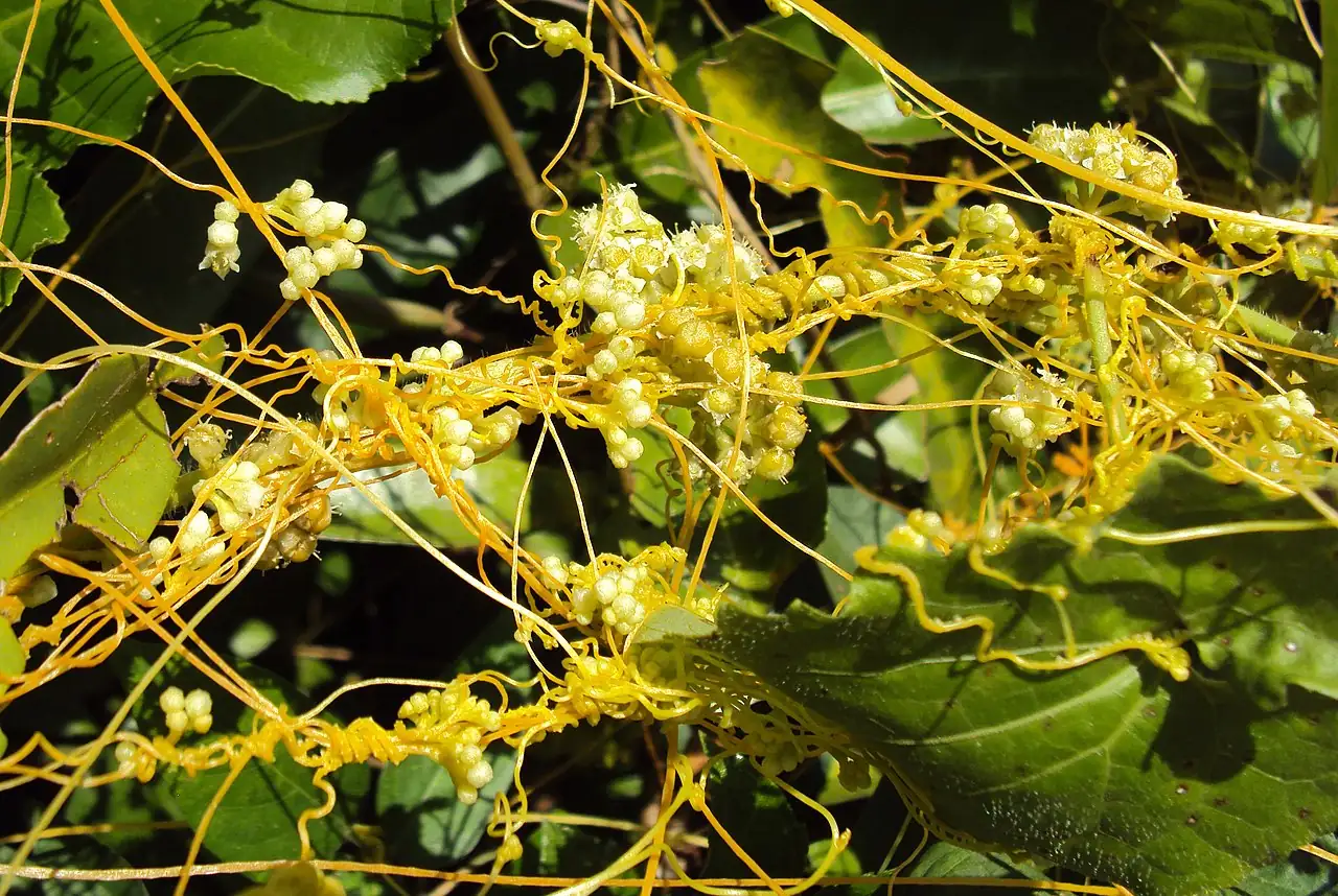 菟丝子 (Cuscuta chinensis) — 更多视角