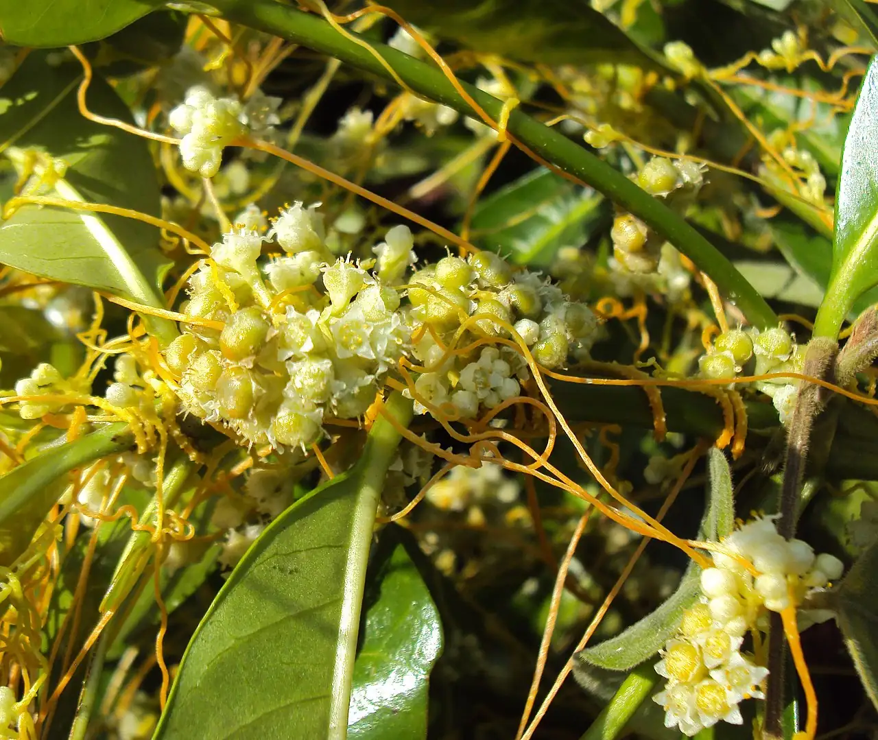 菟丝子 (Cuscuta chinensis) — 更多视角