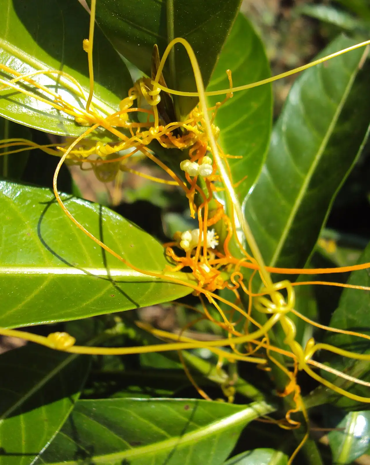 菟丝子 (Cuscuta chinensis) — 主图