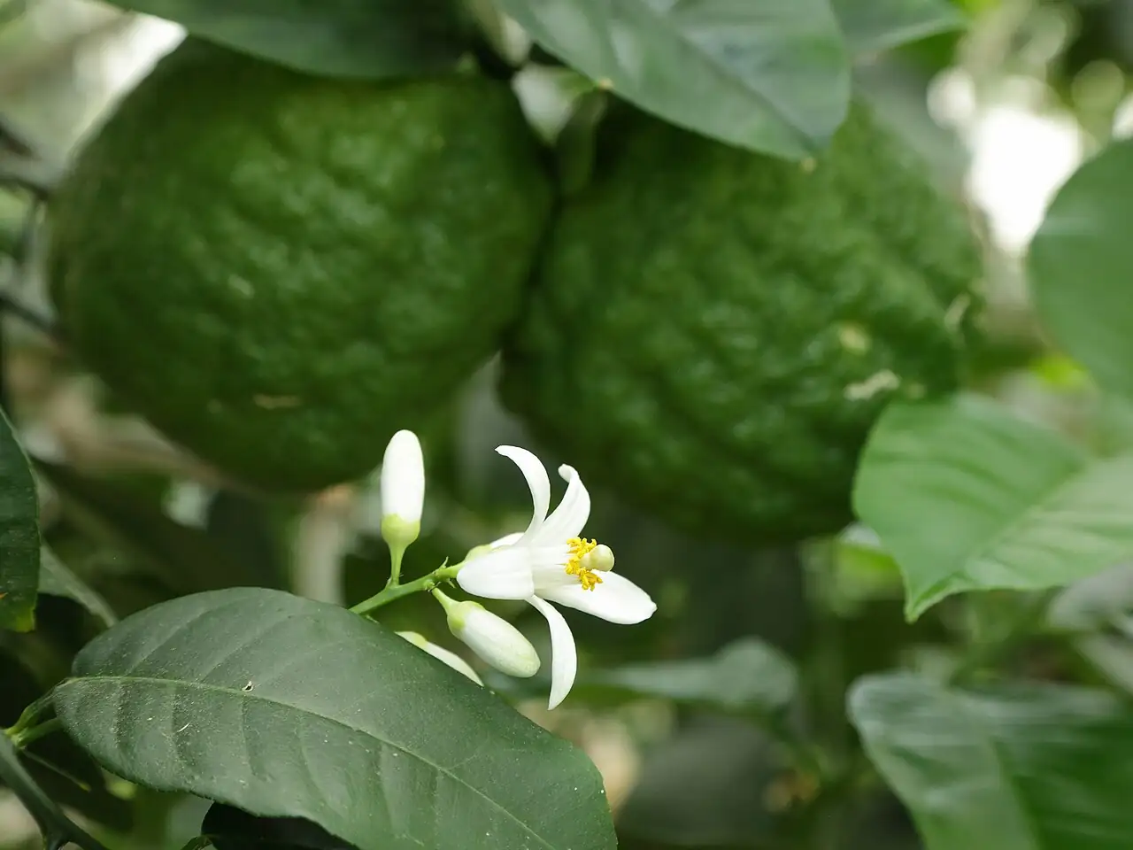 香橼 (Citrus medica) — 更多视角