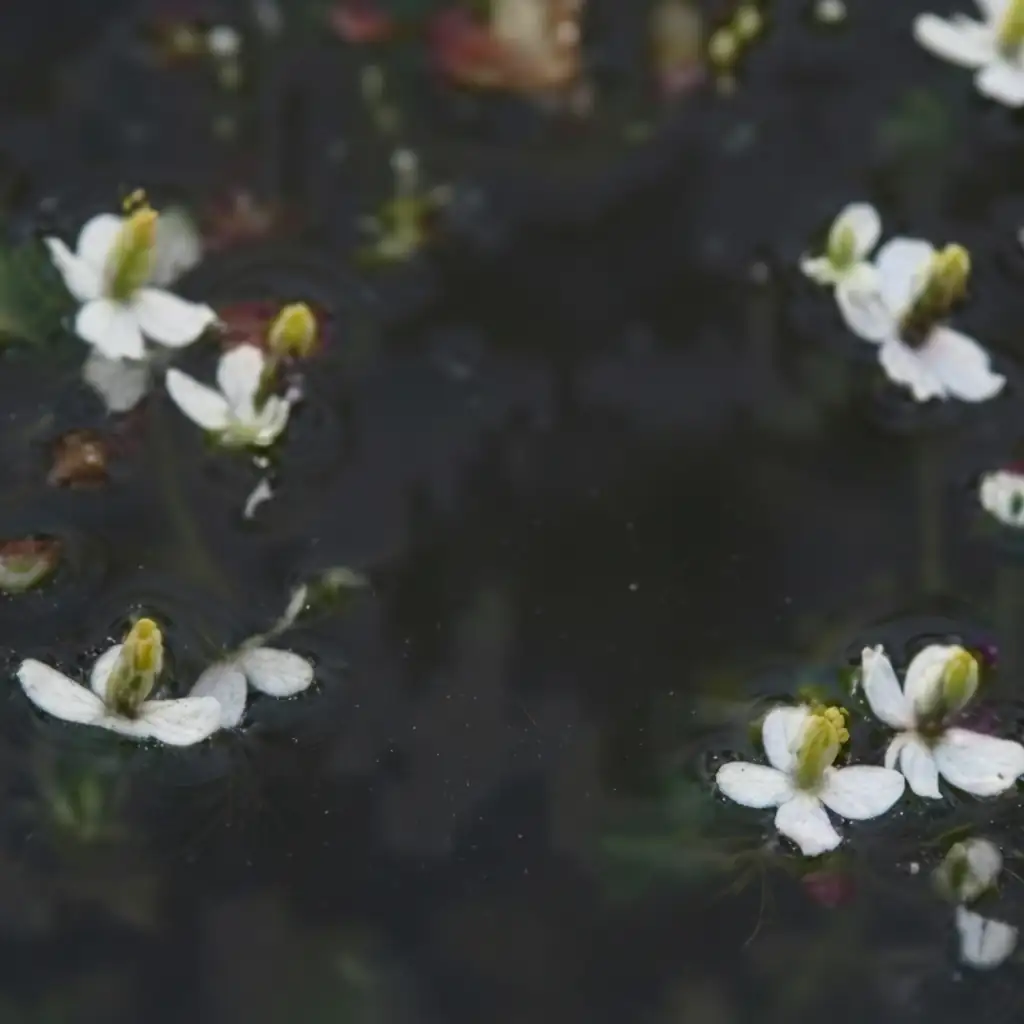 蕺菜 (Houttuynia cordata) — 细节