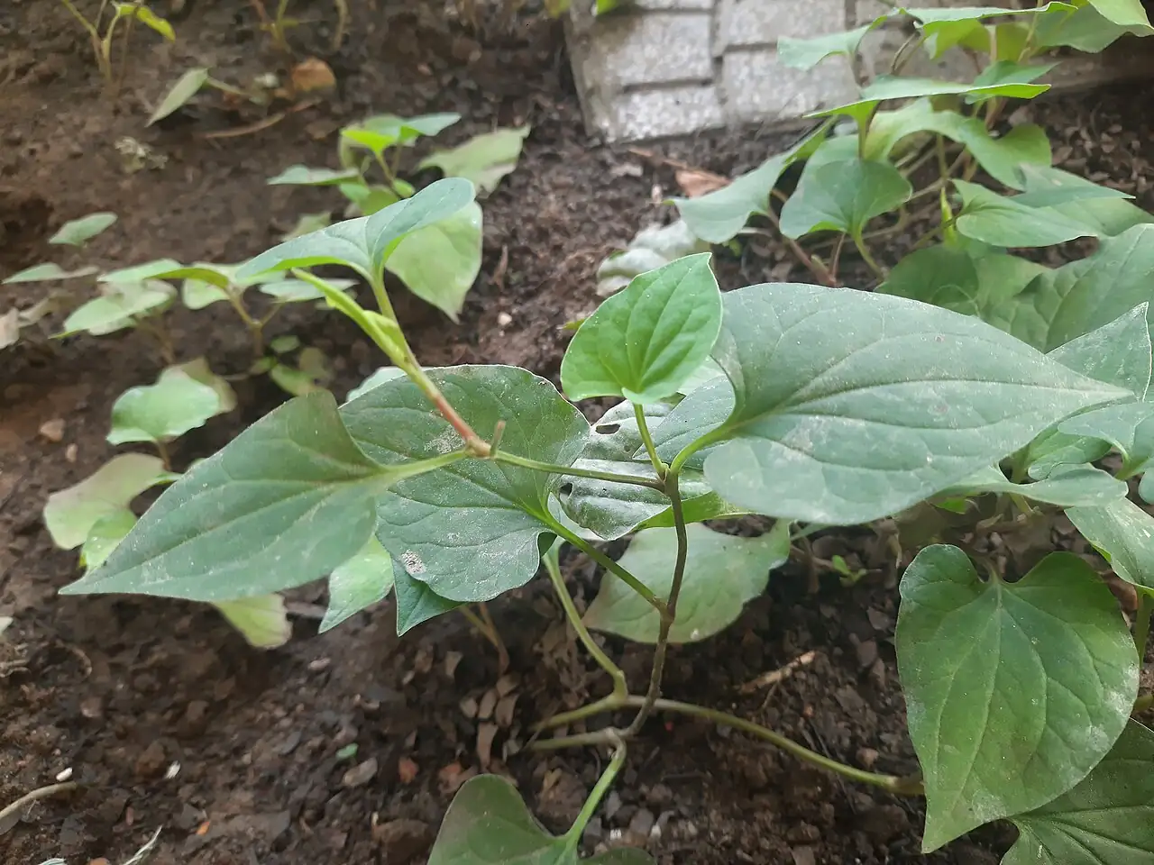 蕺菜 (Houttuynia cordata) — 特写