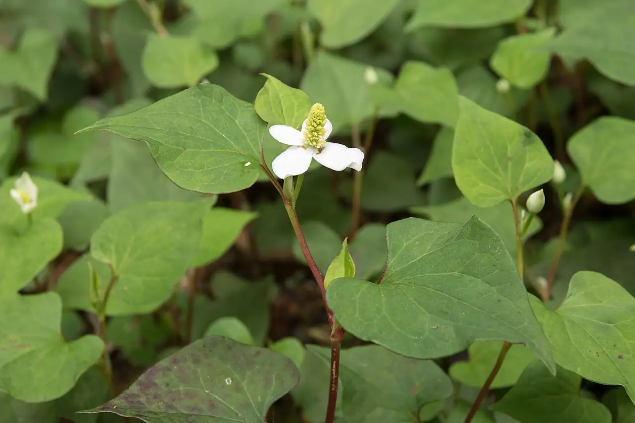 蕺菜 (Houttuynia cordata) — 环境展示